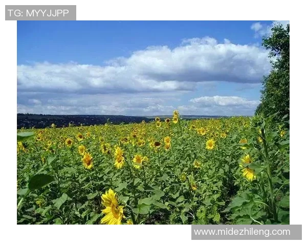 北向日葵与东京的对话：探索文化交融与城市魅力的碰撞